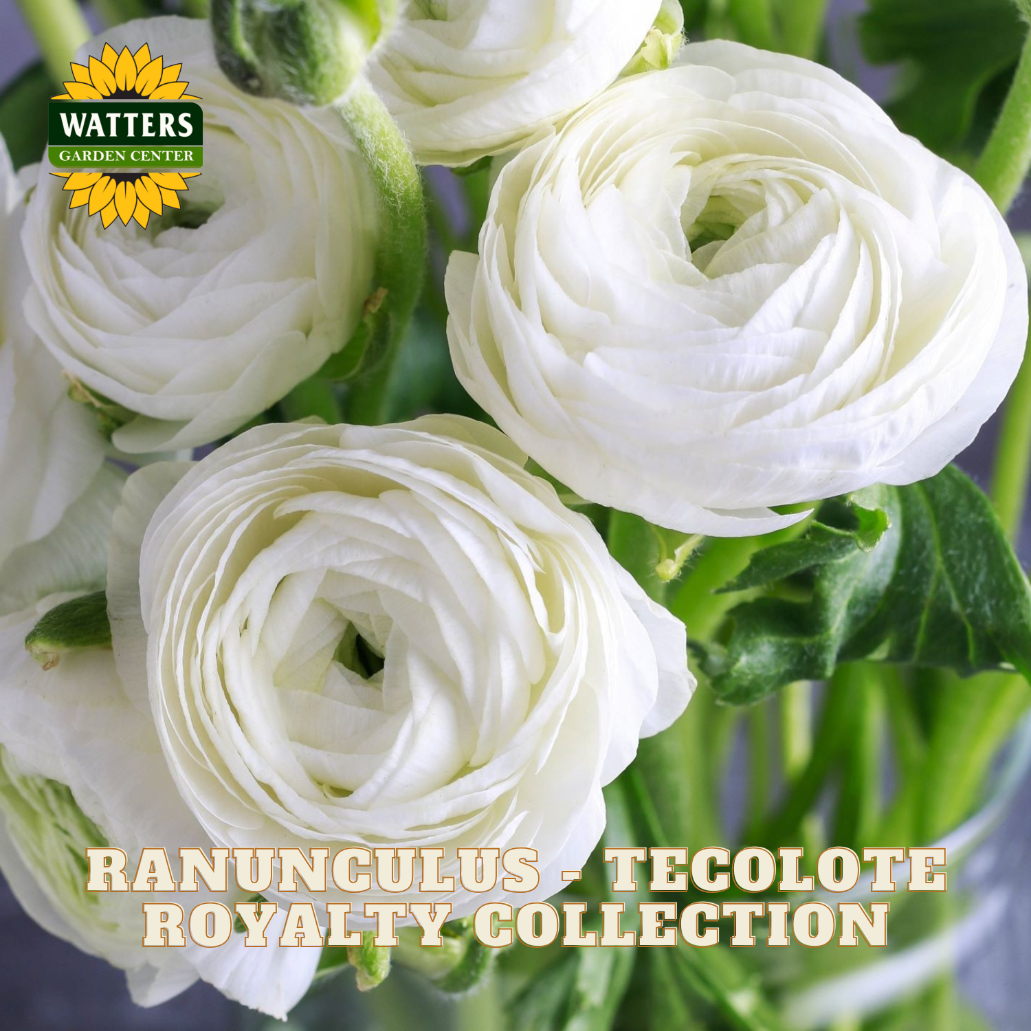 Bouquet of white ranunculus flowers with Watters Garden Center logo.