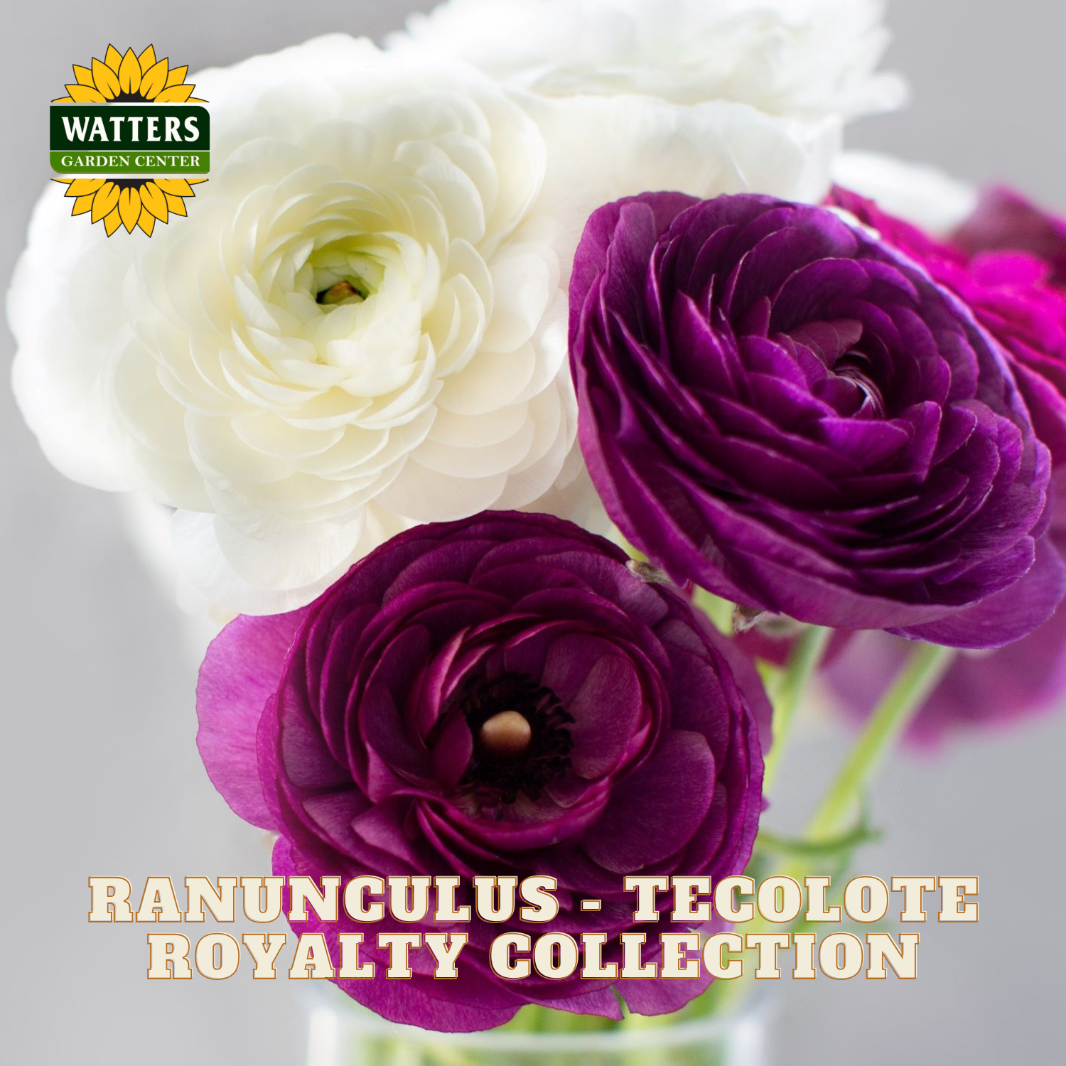Bouquet of white and purple ranunculus flowers with Watters Garden Center logo.