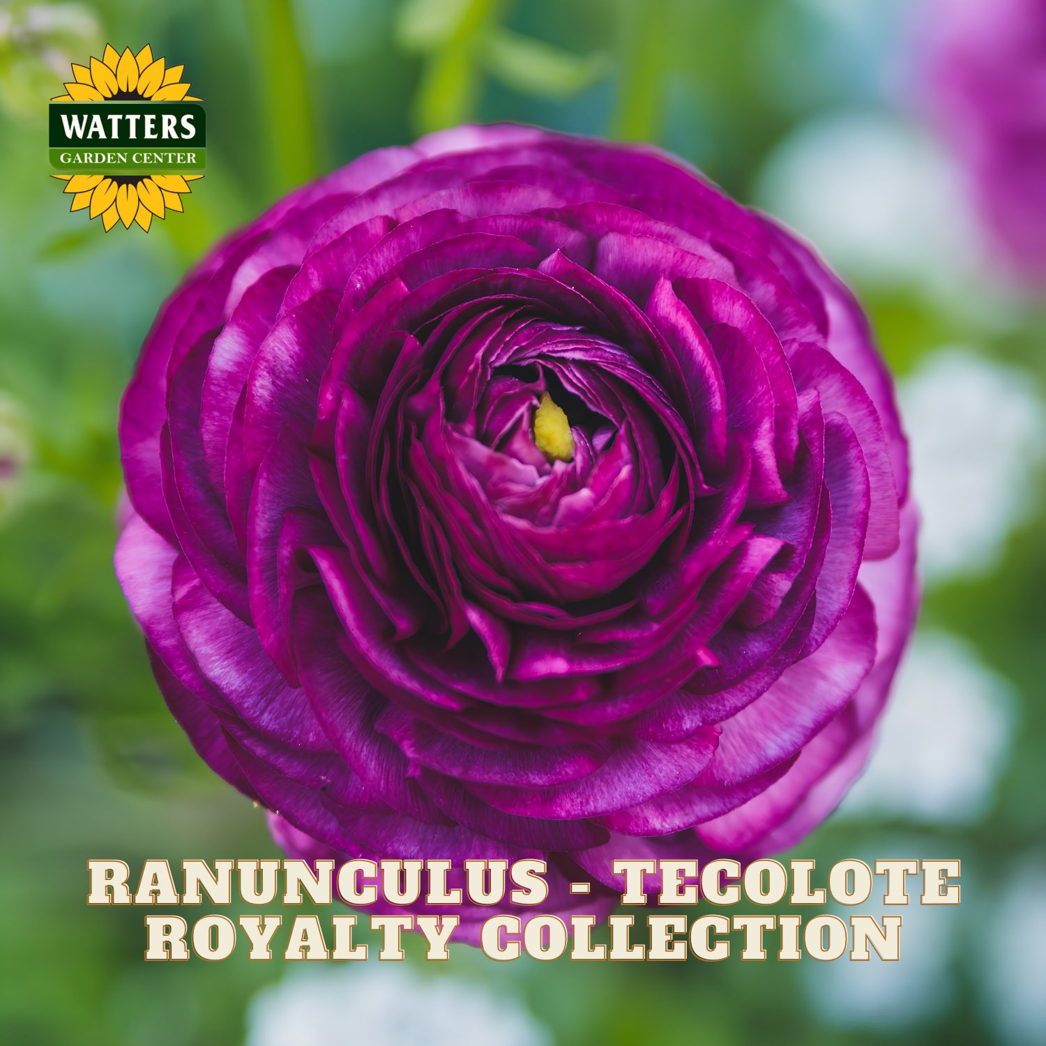Close-up of a purple ranunculus flower with 'Watters Garden Center' branding.