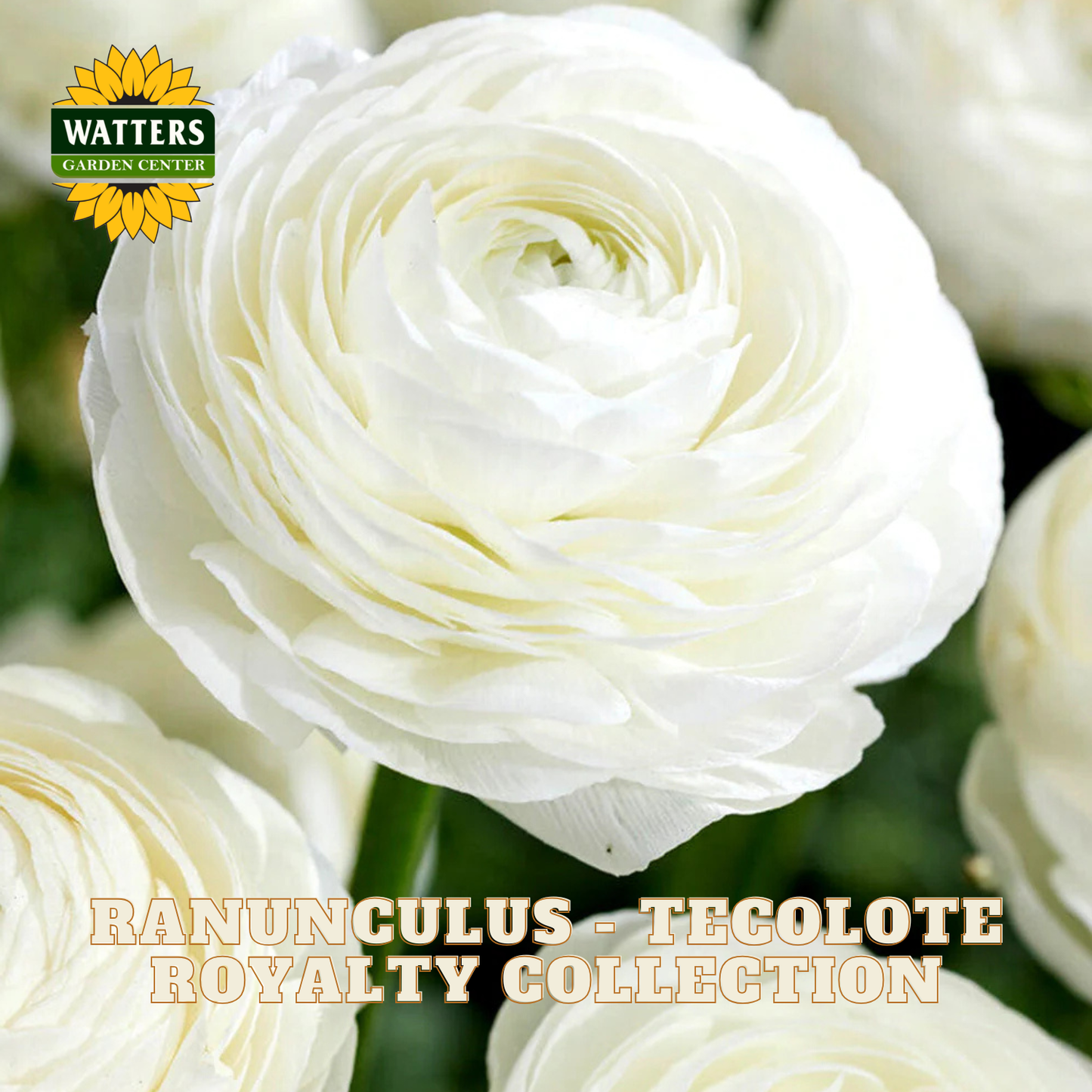 Close-up of white ranunculus flowers with Watters Garden Center logo.