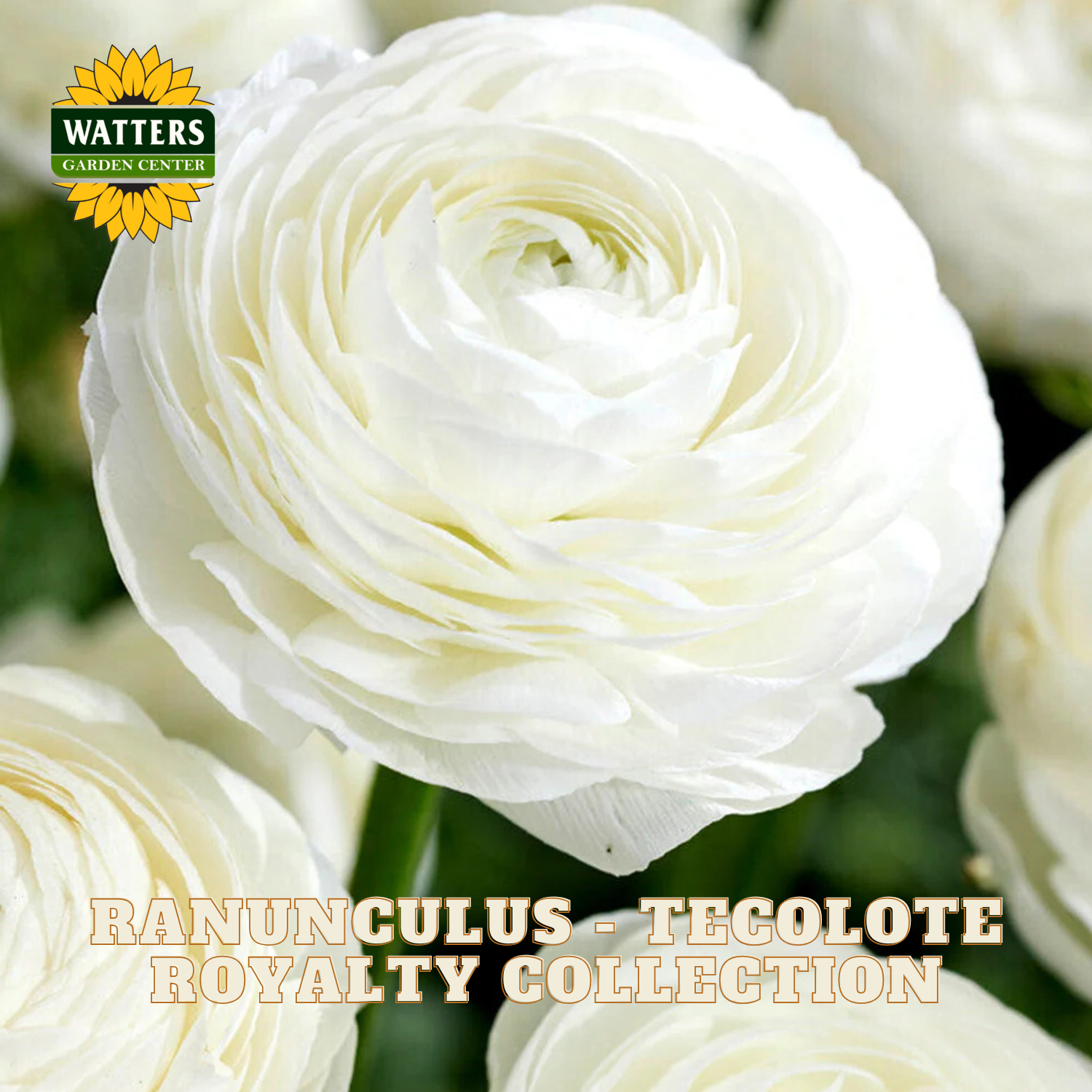 Close-up of white ranunculus flowers with Watters Garden Center logo.