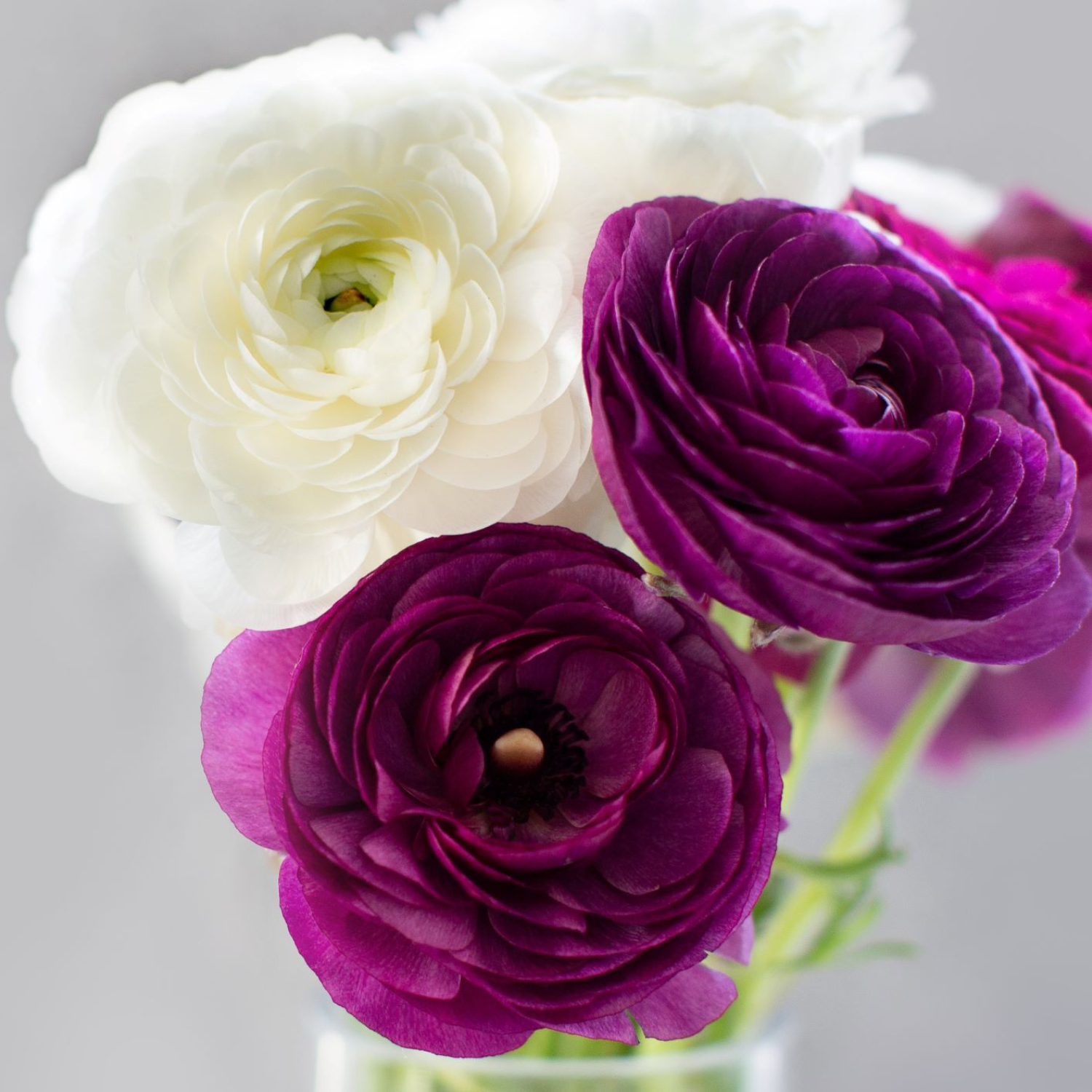Close-up of white and purple flowers on a gray background