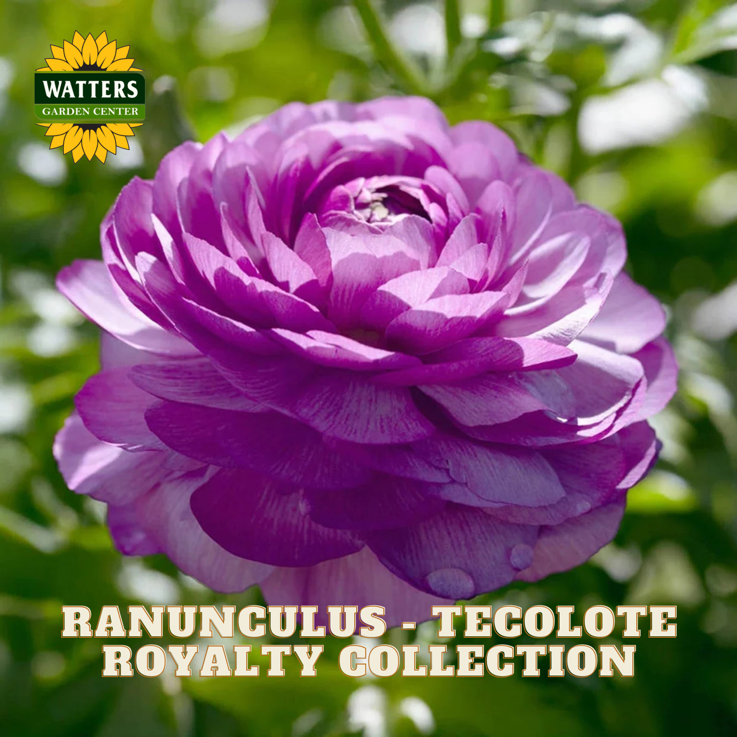 Purple ranunculus flower with green leaves and Watters Garden Center branding.