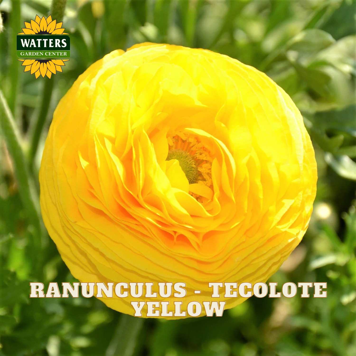 Yellow ranunculus flower with a blurred green background. Watters Garden Center logo in the upper left corner.