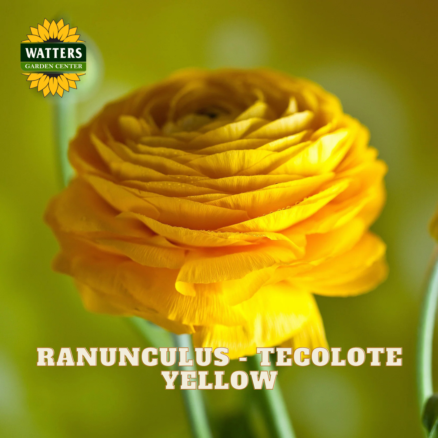 Yellow ranunculus flower with a blurred green background. Watters Garden Center logo in the upper left corner.