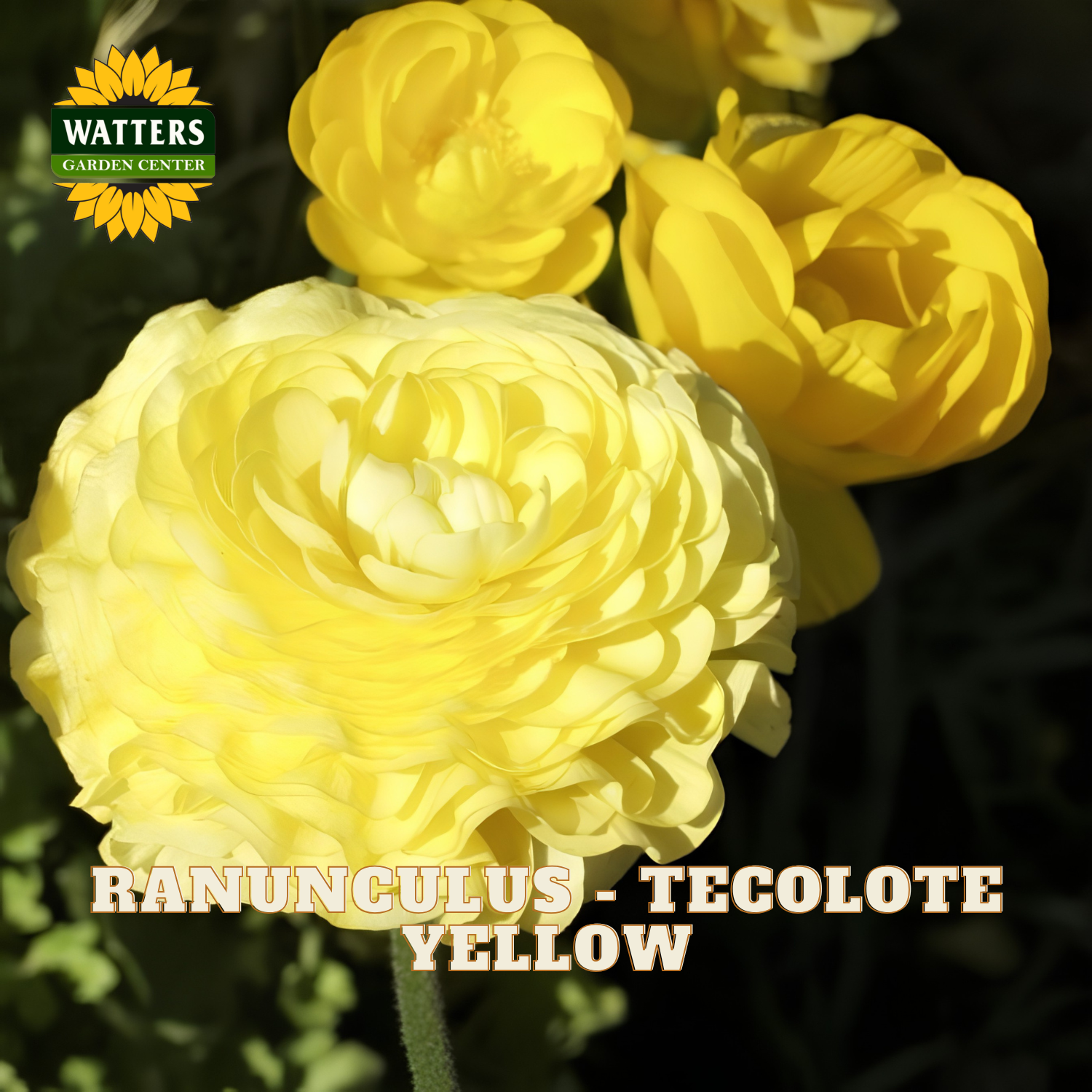 Yellow ranunculus flowers with a blurred green background. Watters Garden Center logo in the upper left corner.