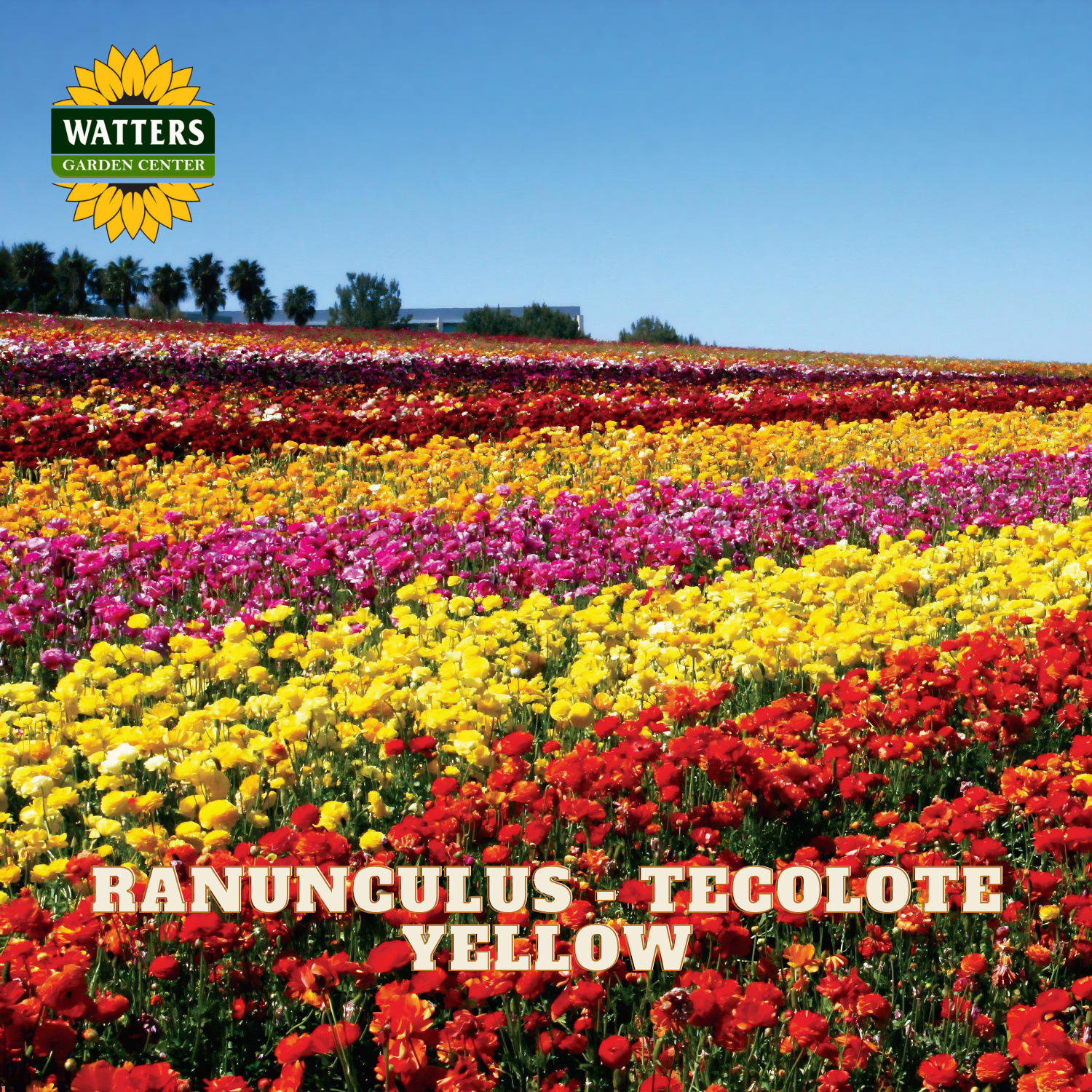Field of ranunculus flowers with Watters Garden Center logo in the upper left corner.