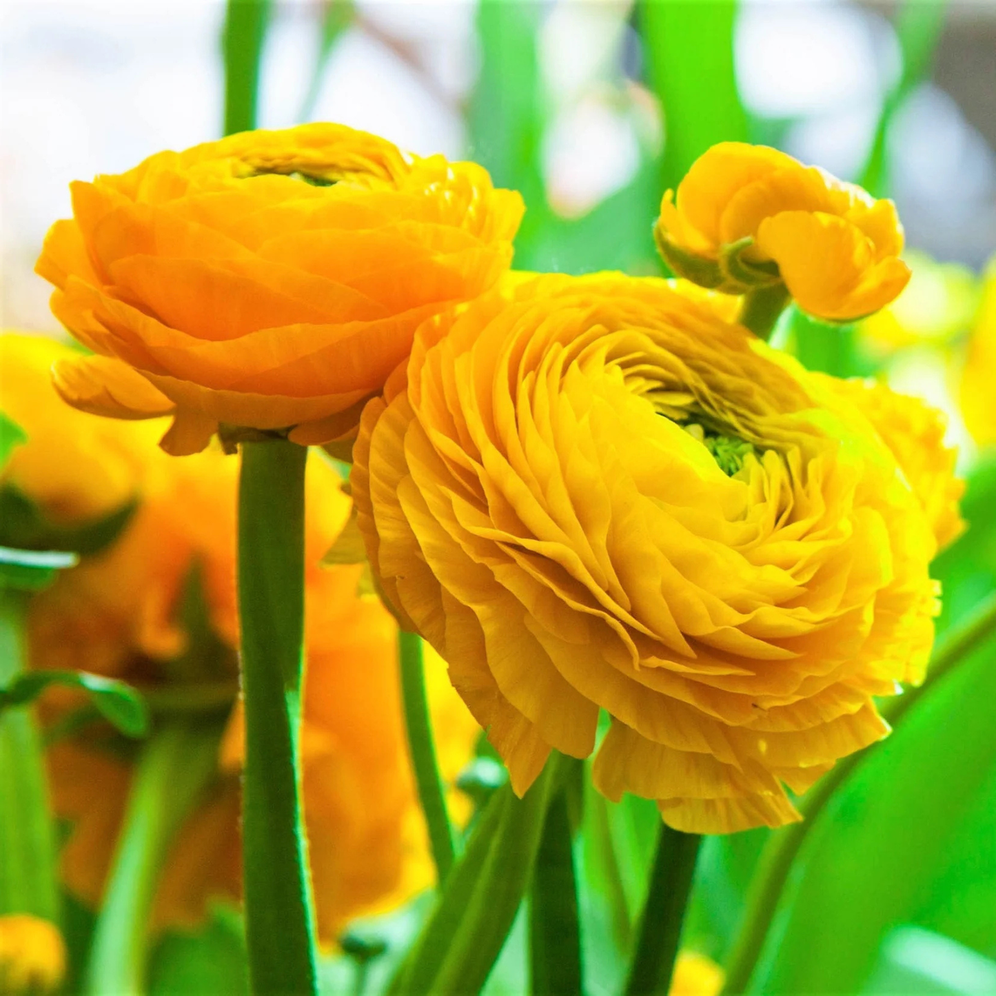 Yellow ranunculus flowers with a blurred green background. 