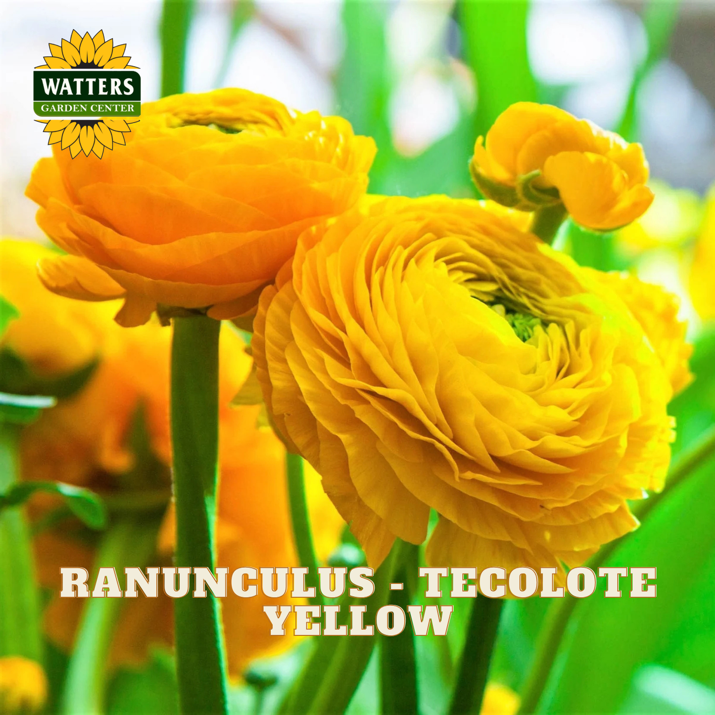 Yellow ranunculus flowers with a blurred green background. Watters Garden Center logo in the upper left corner.