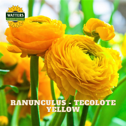 Yellow ranunculus flowers with a blurred green background. Watters Garden Center logo in the upper left corner.