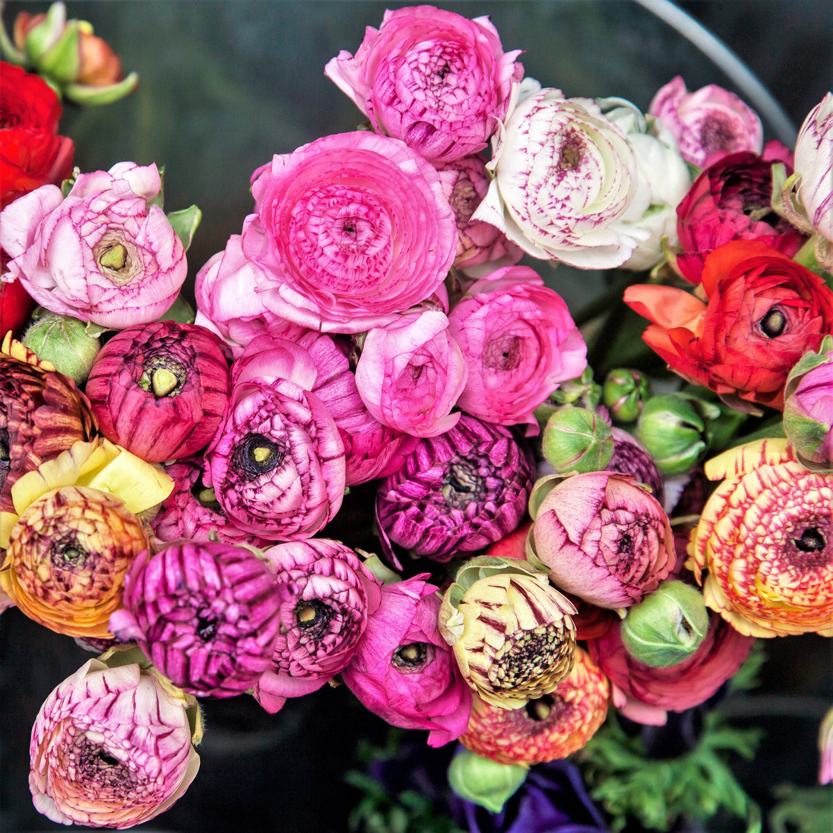 Ranunculus - Tecolote Flower Fields Collection