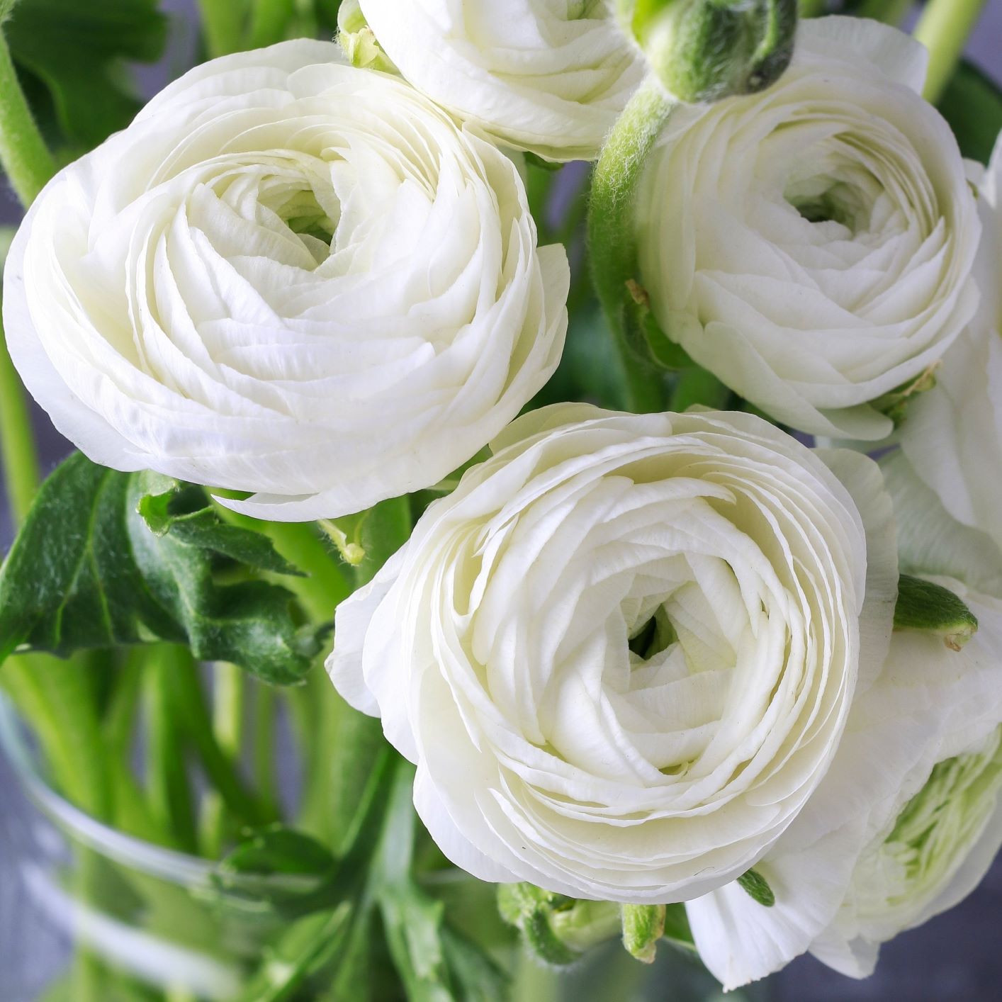 Ranunculus - Tecolote Royalty Collection