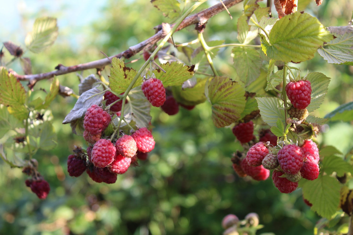 HERITAGE RASPBERRY 1gal