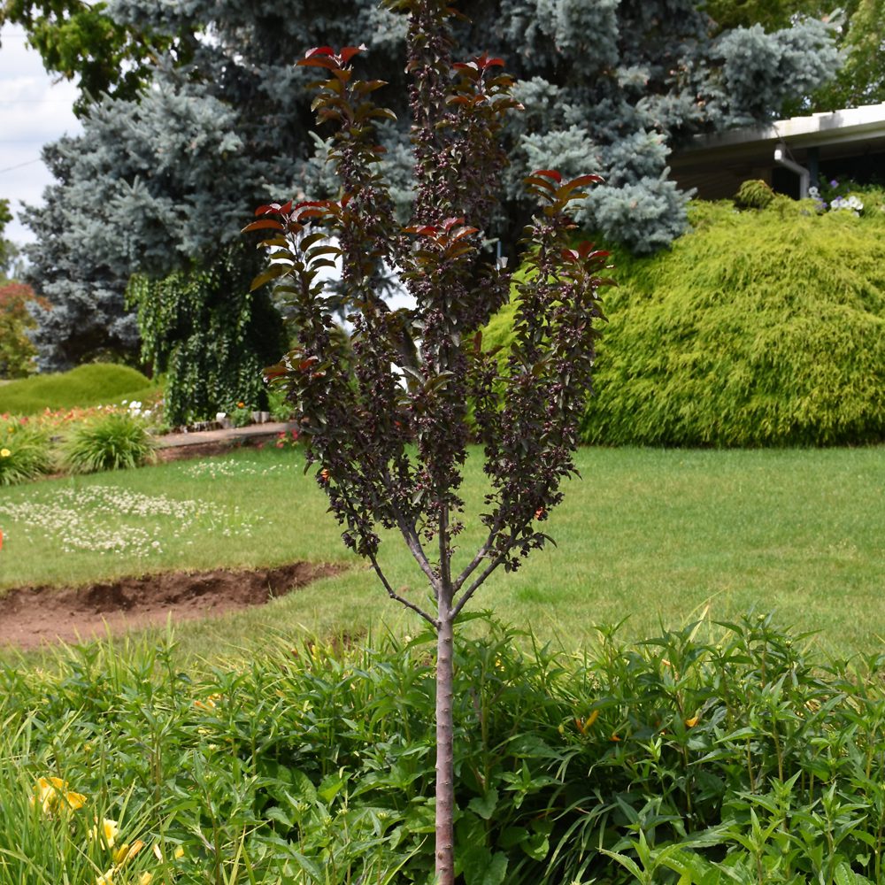 RASPBERRY SPEAR CRABAPPLE 20gal