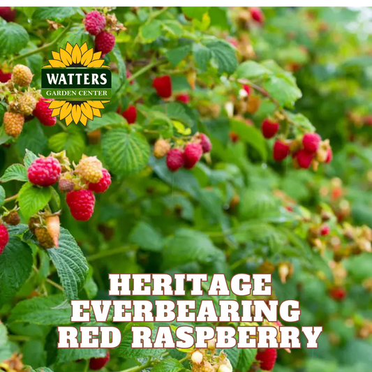 Heritage Everbearing Red Raspberry  - 1 gal 12"