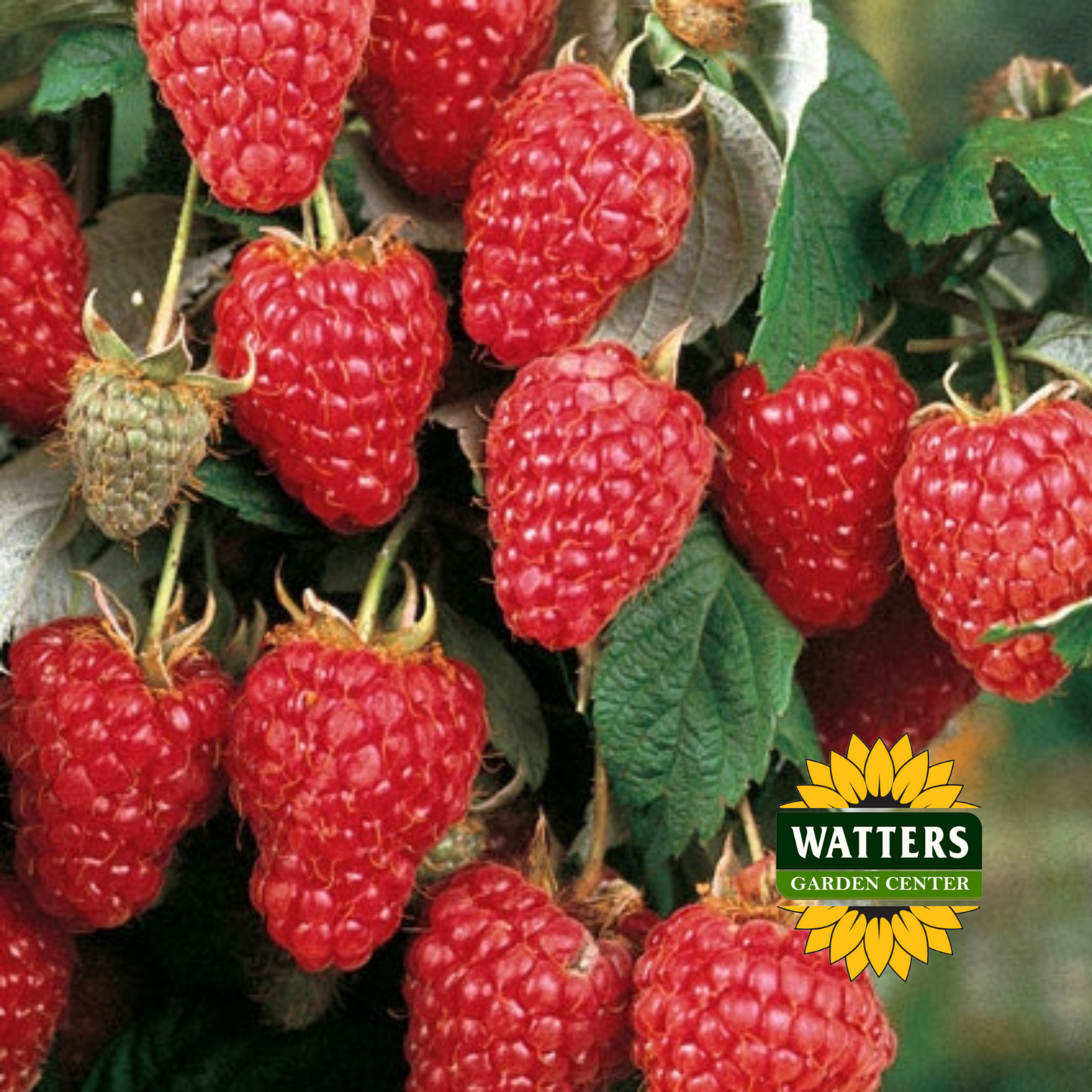 Heritage Everbearing Red Raspberry  - 1 gal 12"