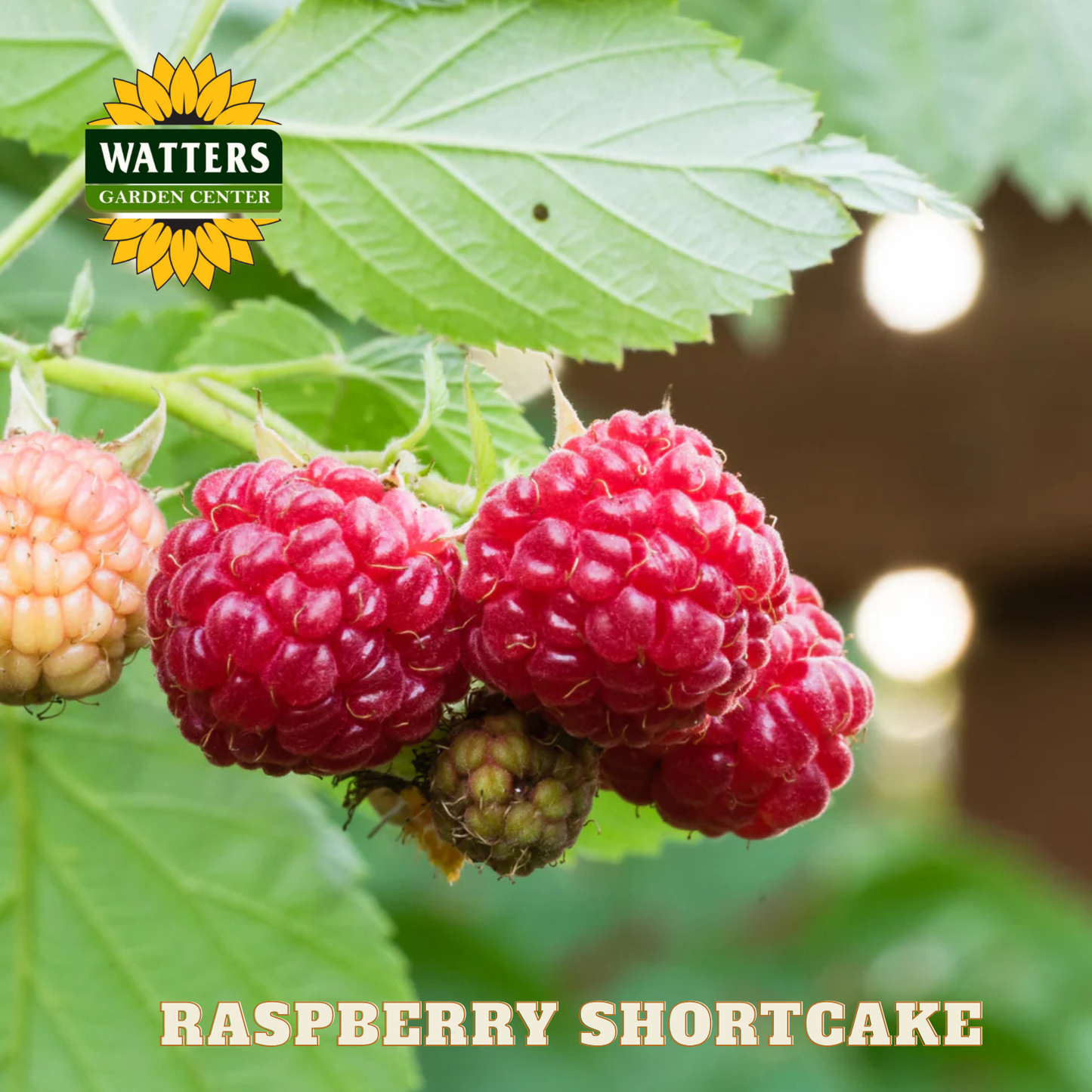 Raspberry Shortcake - 2 gal