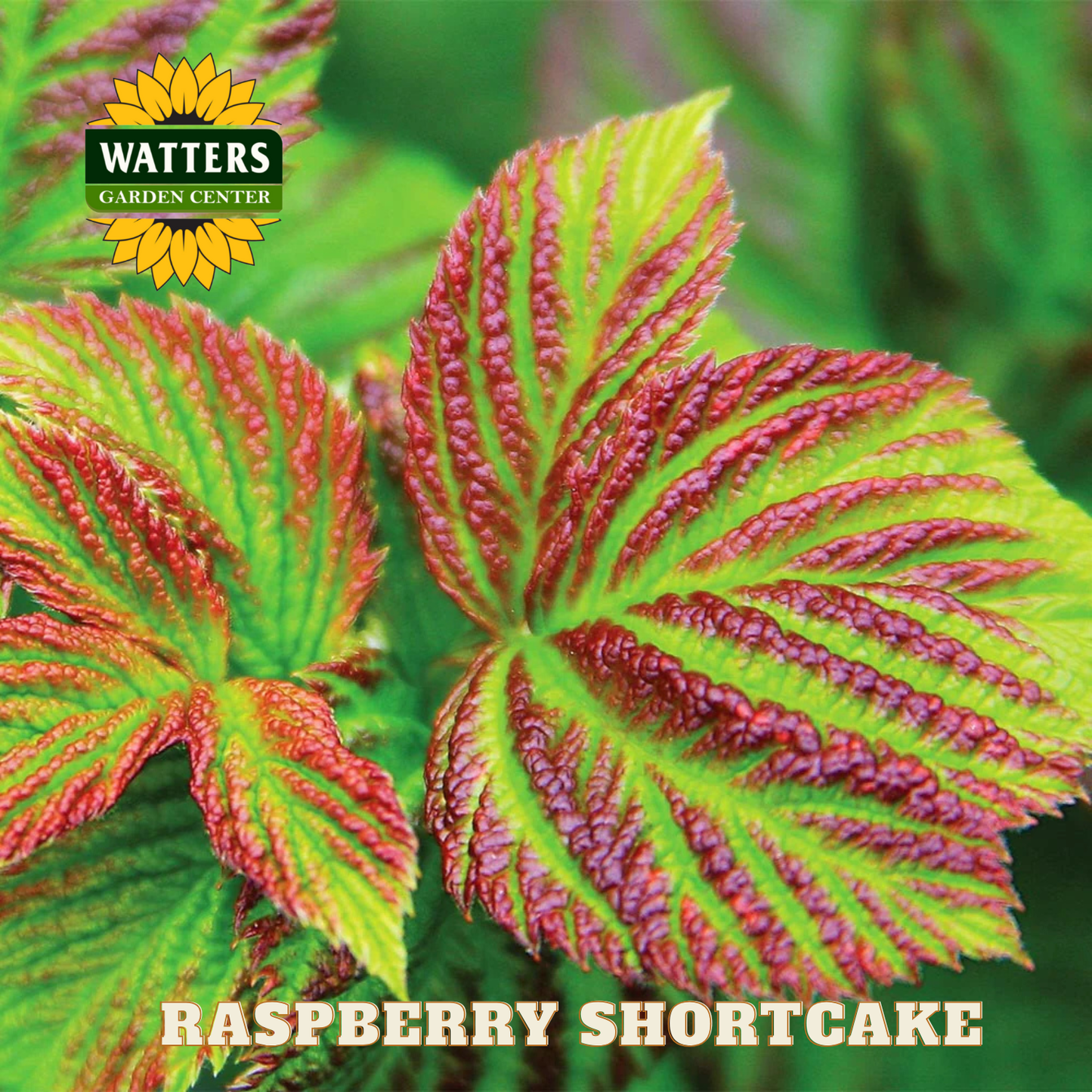 Raspberry Shortcake - 2 gal