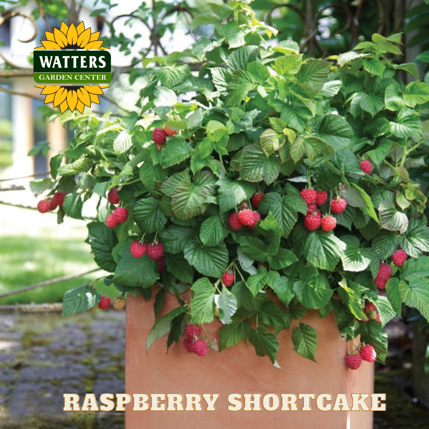 Raspberry Shortcake® (Rubus idaeus 'Raspberry Shortcake™') - 2 g ...