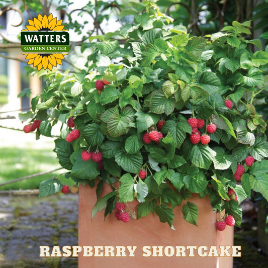 Raspberry Shortcake - 2 gal