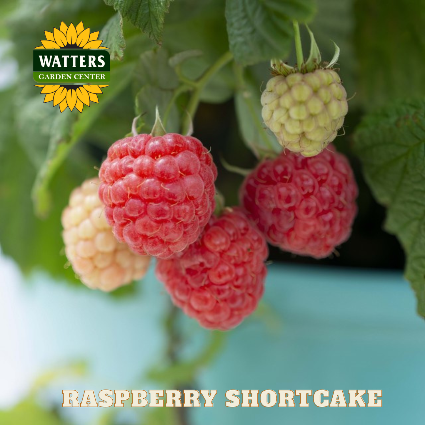 Raspberry Shortcake - 2 gal