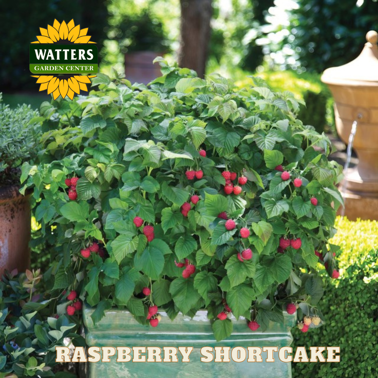 Raspberry Shortcake - 2 gal