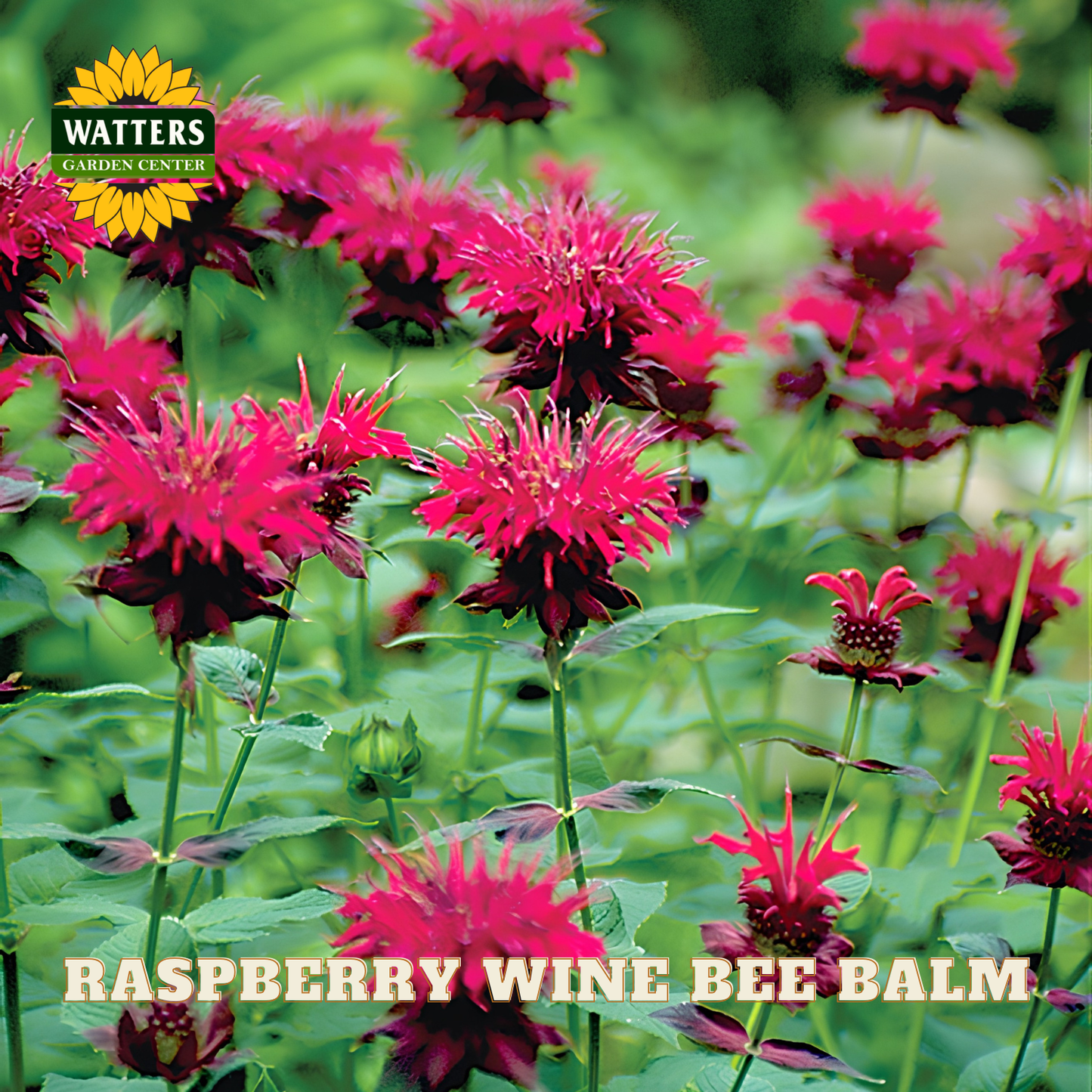 Raspberry Wine Bee Balm flowers with Watters Garden Center logo