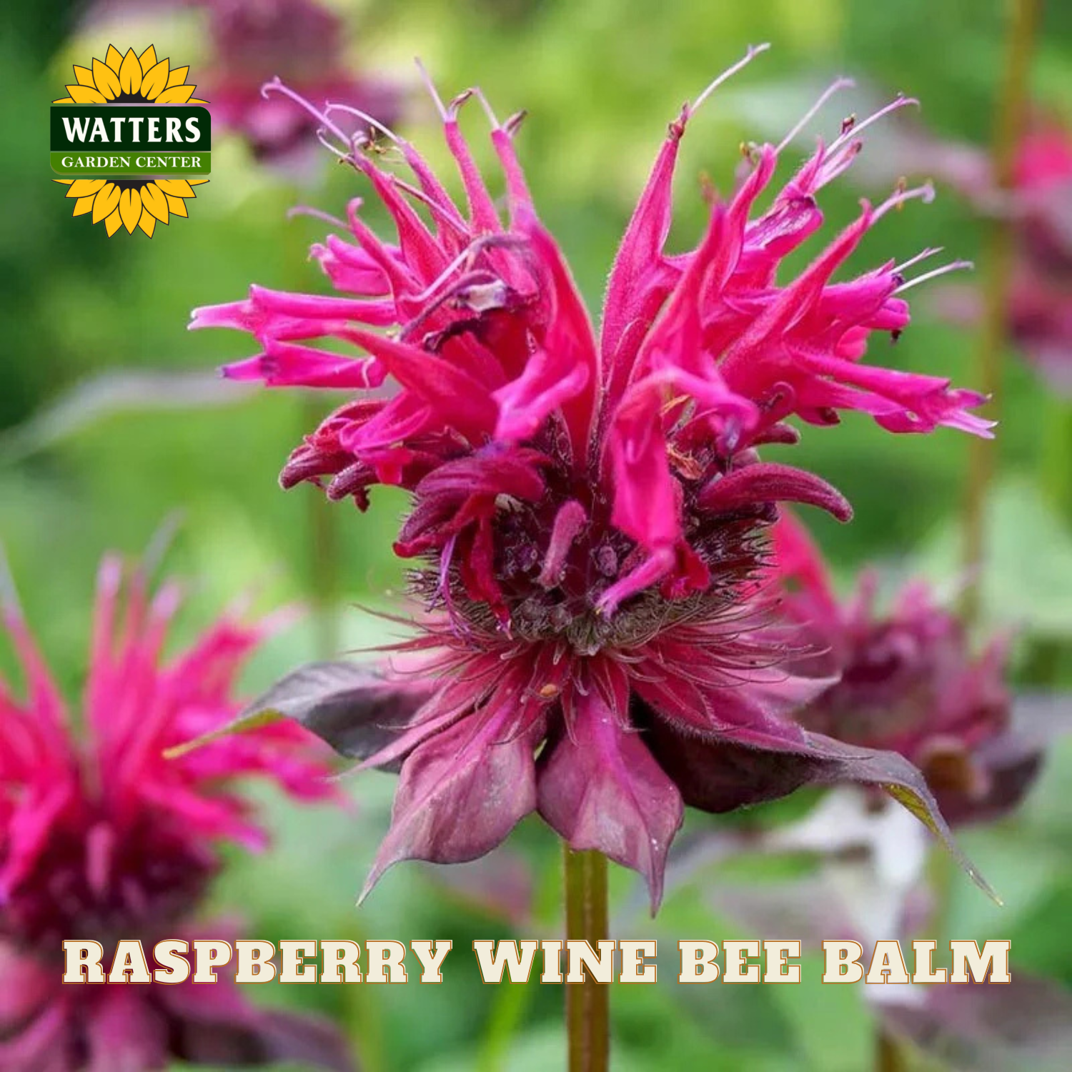 Raspberry wine bee balm flower with Watters Garden Center logo