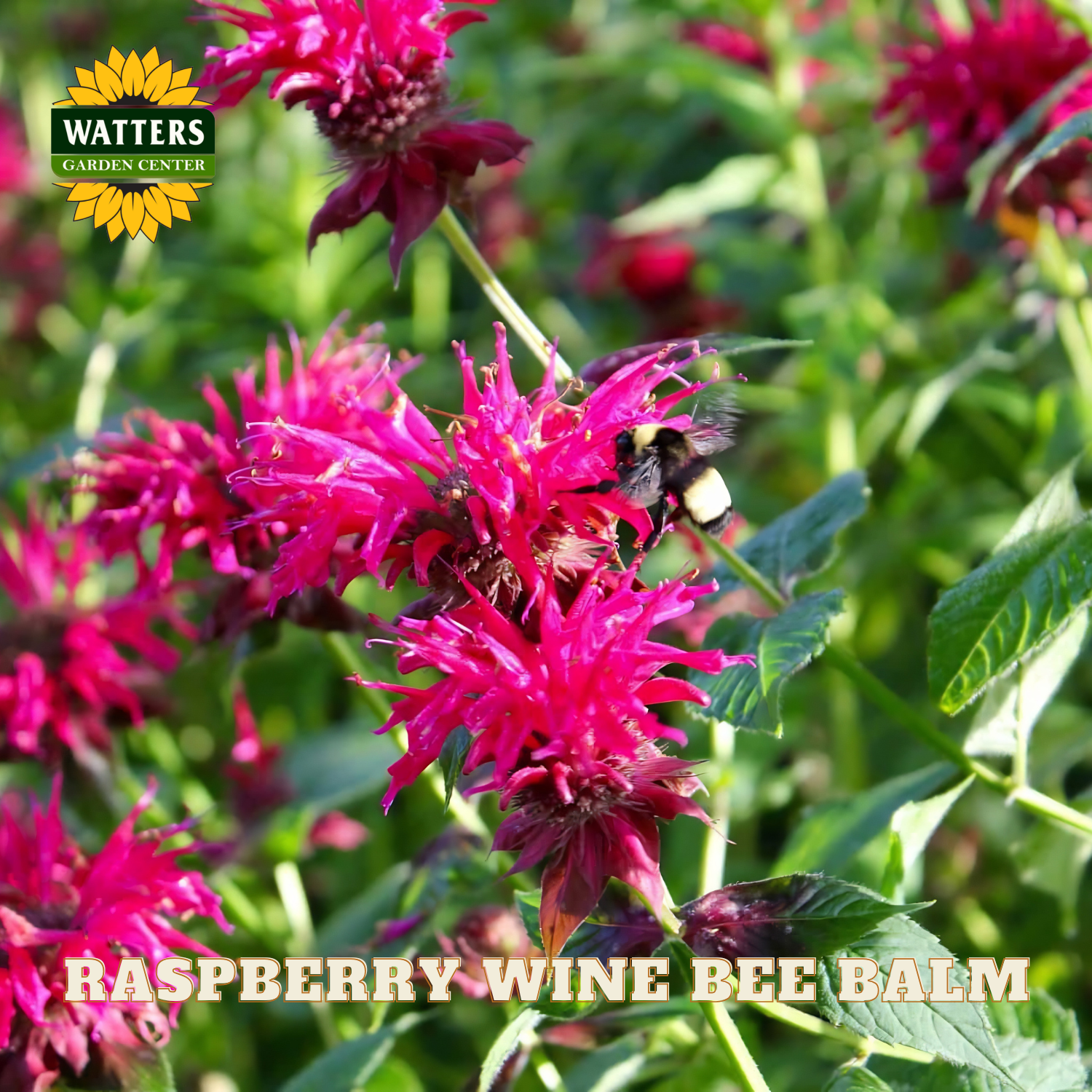 Raspberry wine bee balm with a bee on a pink flower, branded with Watters Garden Center.