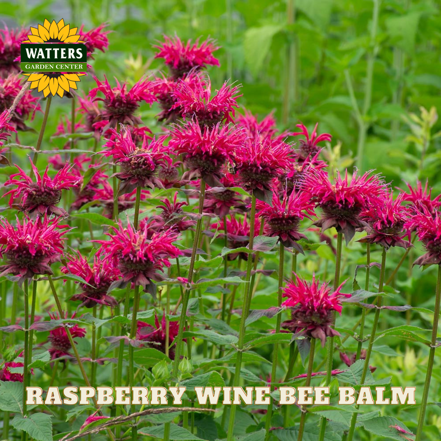 Raspberry Wine Bee Balm flowers with Watters Garden Center logo