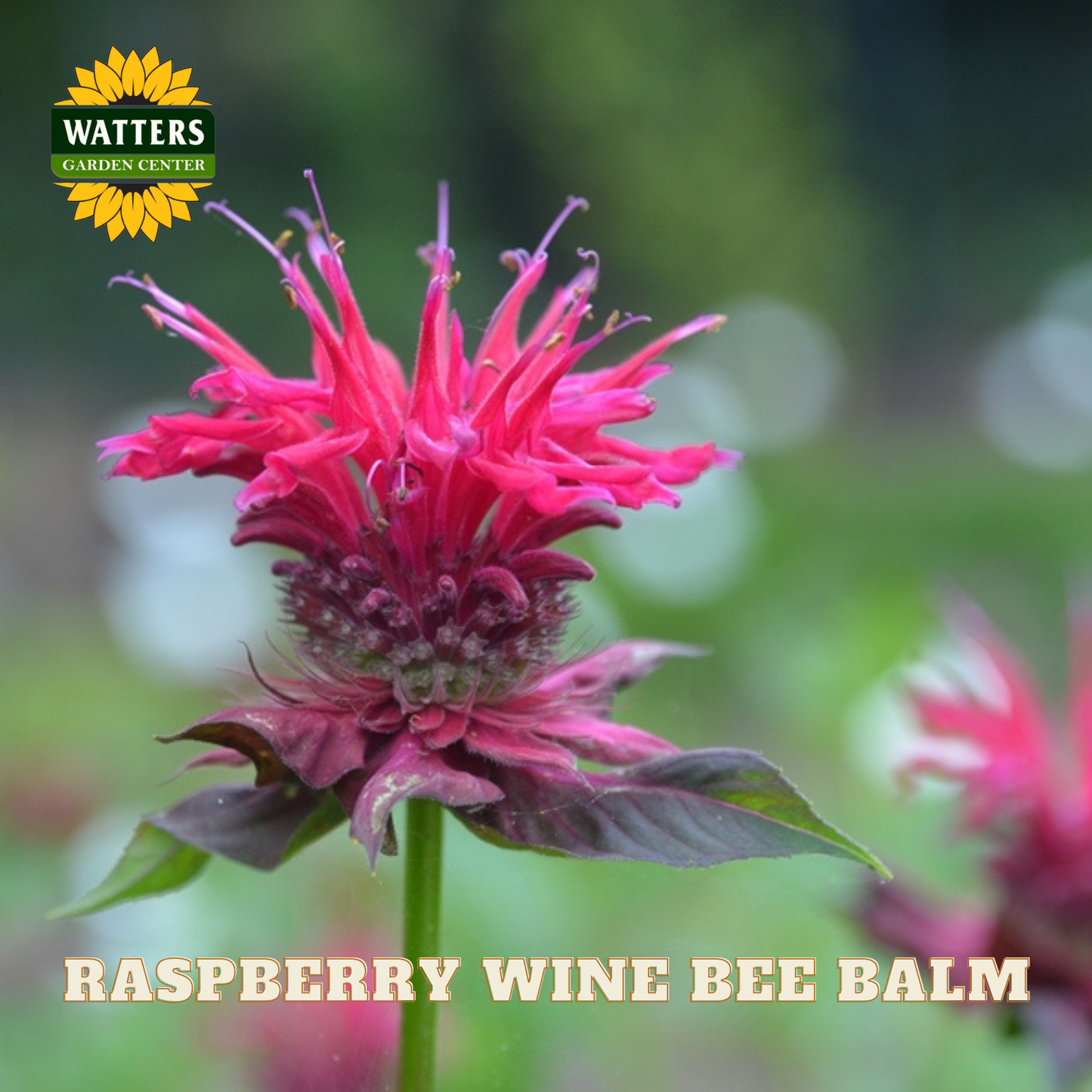 Pink raspberry wine bee balm flower with Watters Garden Center logo.