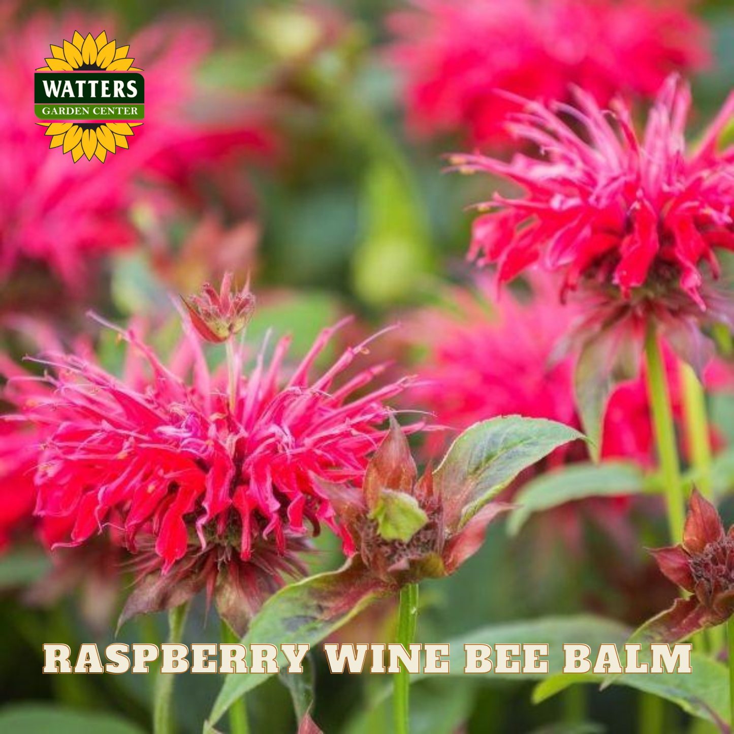 Pink raspberry wine bee balm flowers with Watters Garden Center logo.