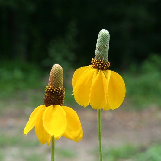 YELLOW PRAIRIE CONEFLOWER 1 GAL
