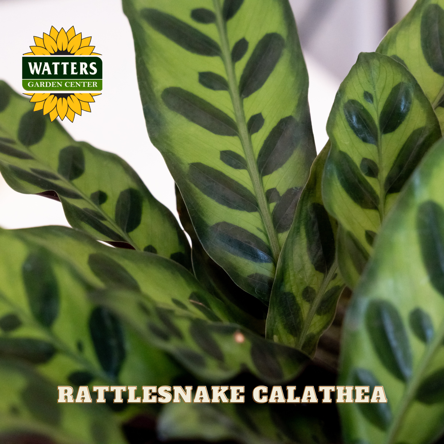 Rattlesnake Calathea plant with Watters Garden Center logo