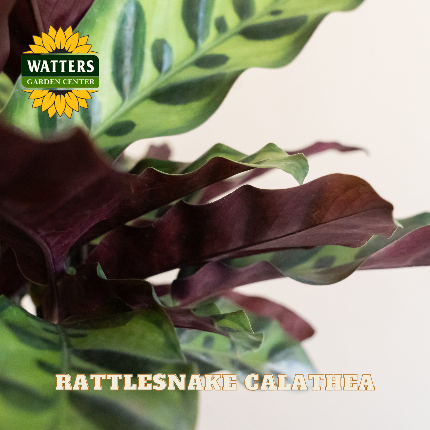 Close-up of a Rattlesnake Calathea plant with Watters Garden Center logo.