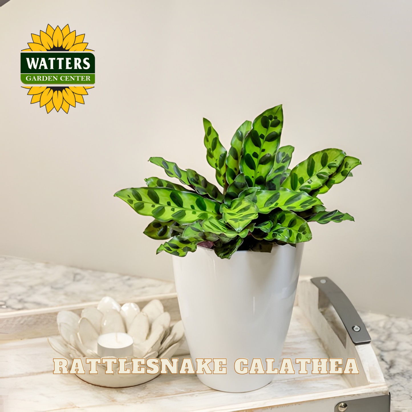 Potted Rattlesnake Calathea plant on a wooden tray with Watters Garden Center logo.