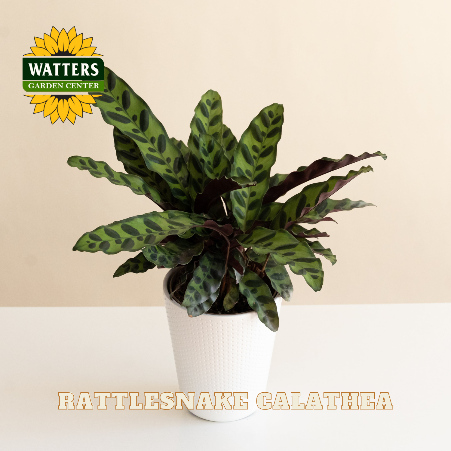 Potted Rattlesnake Calathea plant with Watters Garden Center logo on a beige background