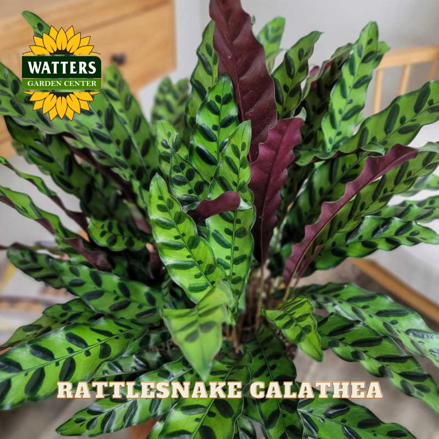 Rattlesnake Calathea plant with Watters Garden Center logo