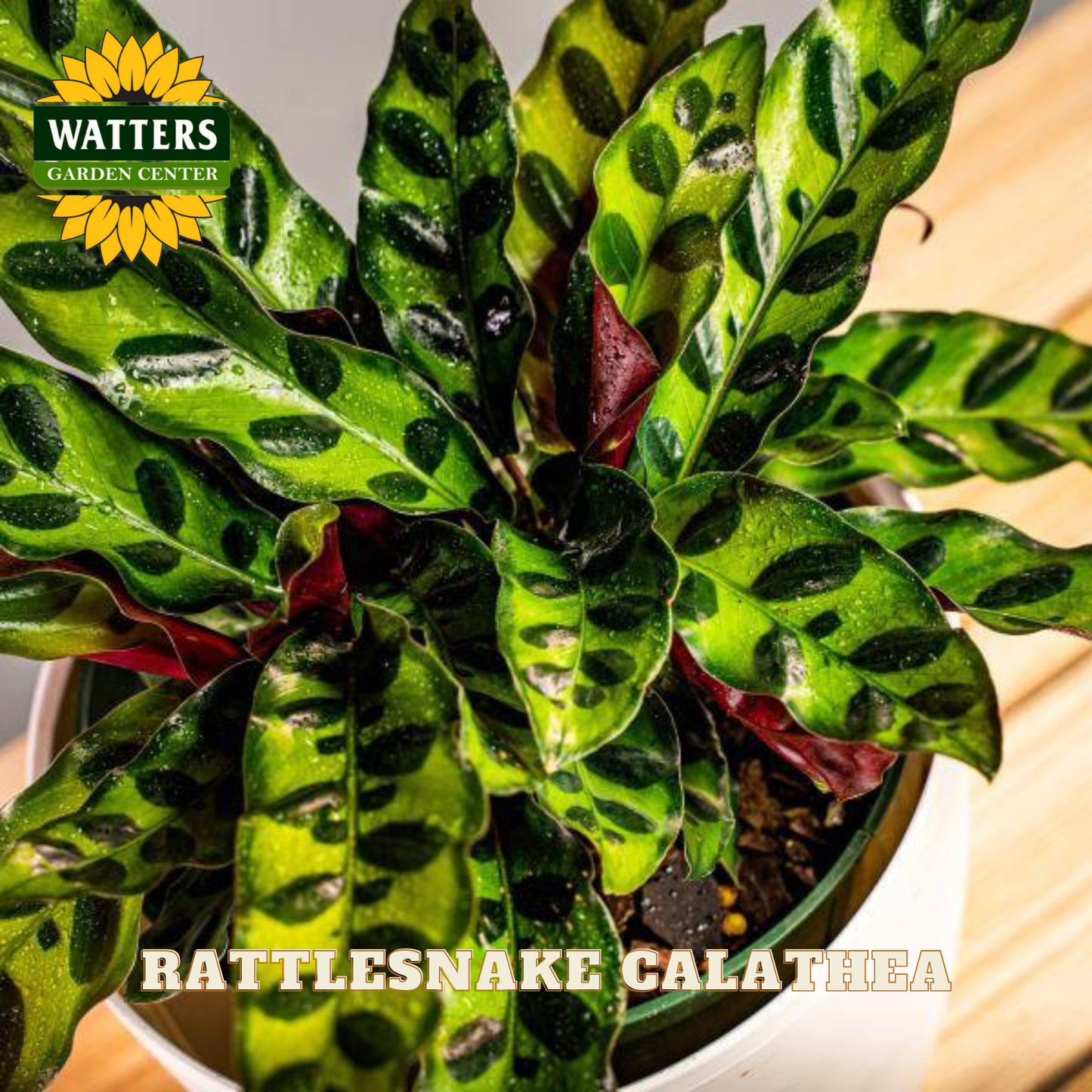 Potted Rattlesnake Calathea plant with Watters Garden Center branding.