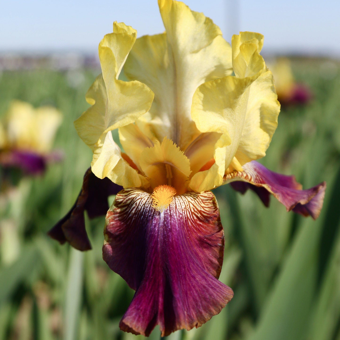 Califlora Blatant-Bearded Iris (Reblooming)
