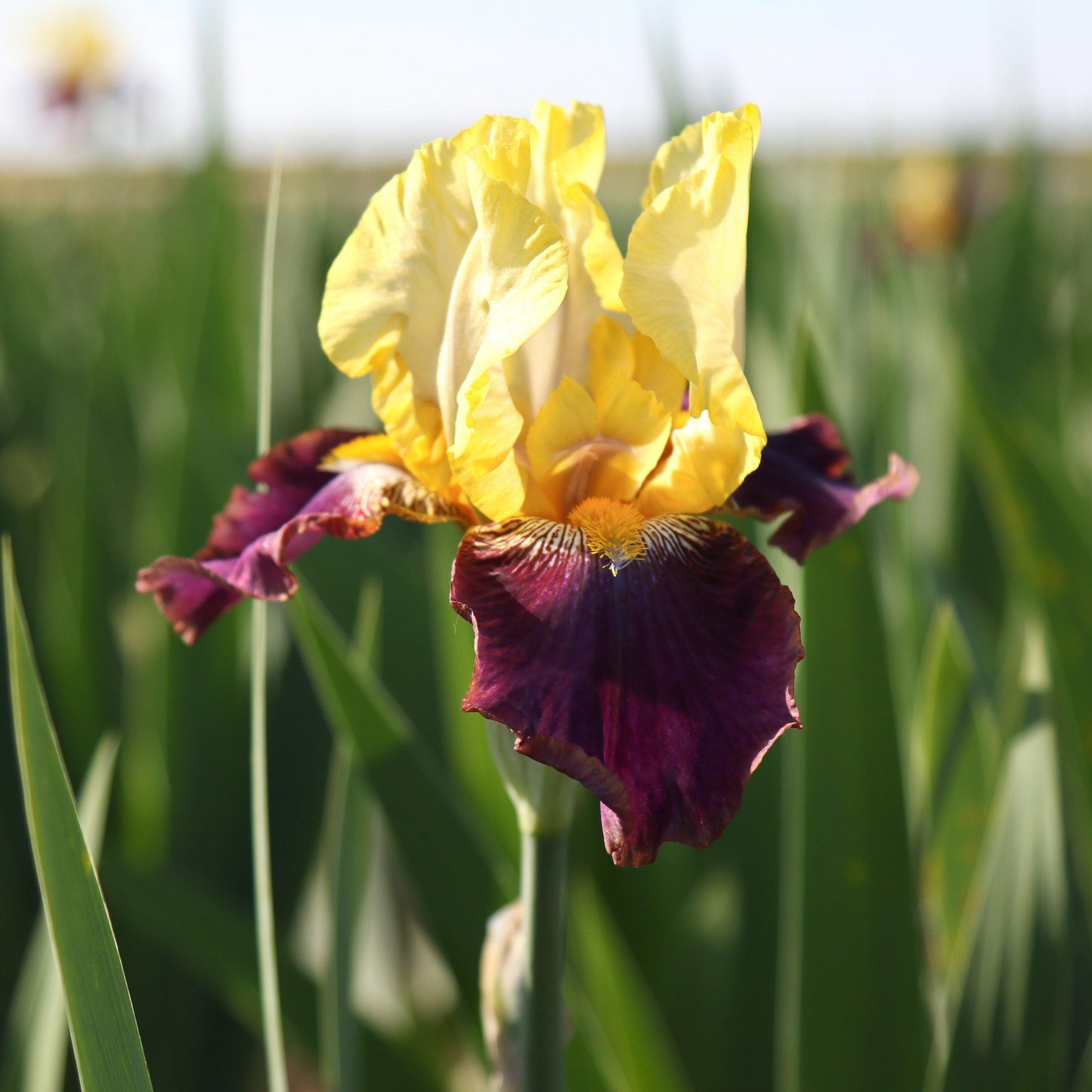 Califlora Blatant-Bearded Iris (Reblooming)
