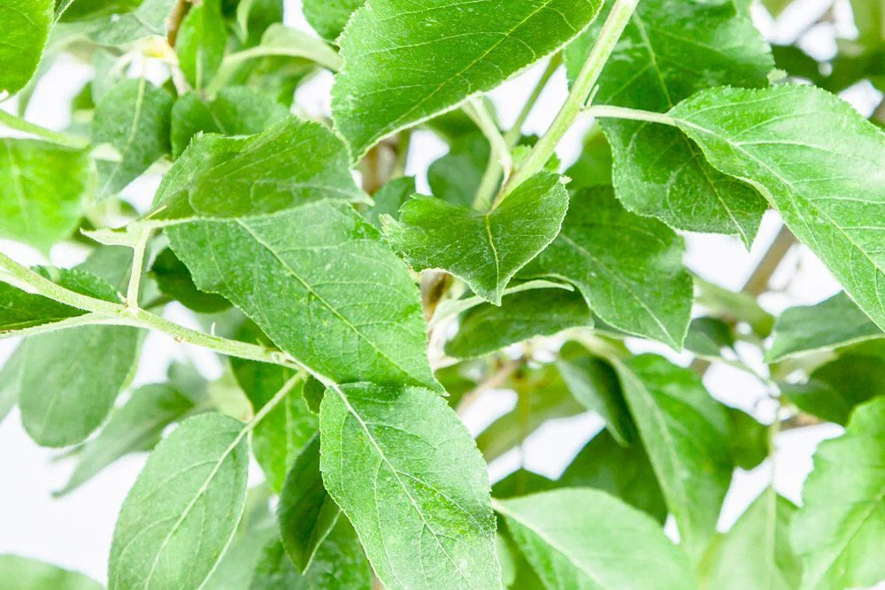 RED DELICIOUS APPLE TREE 7gal