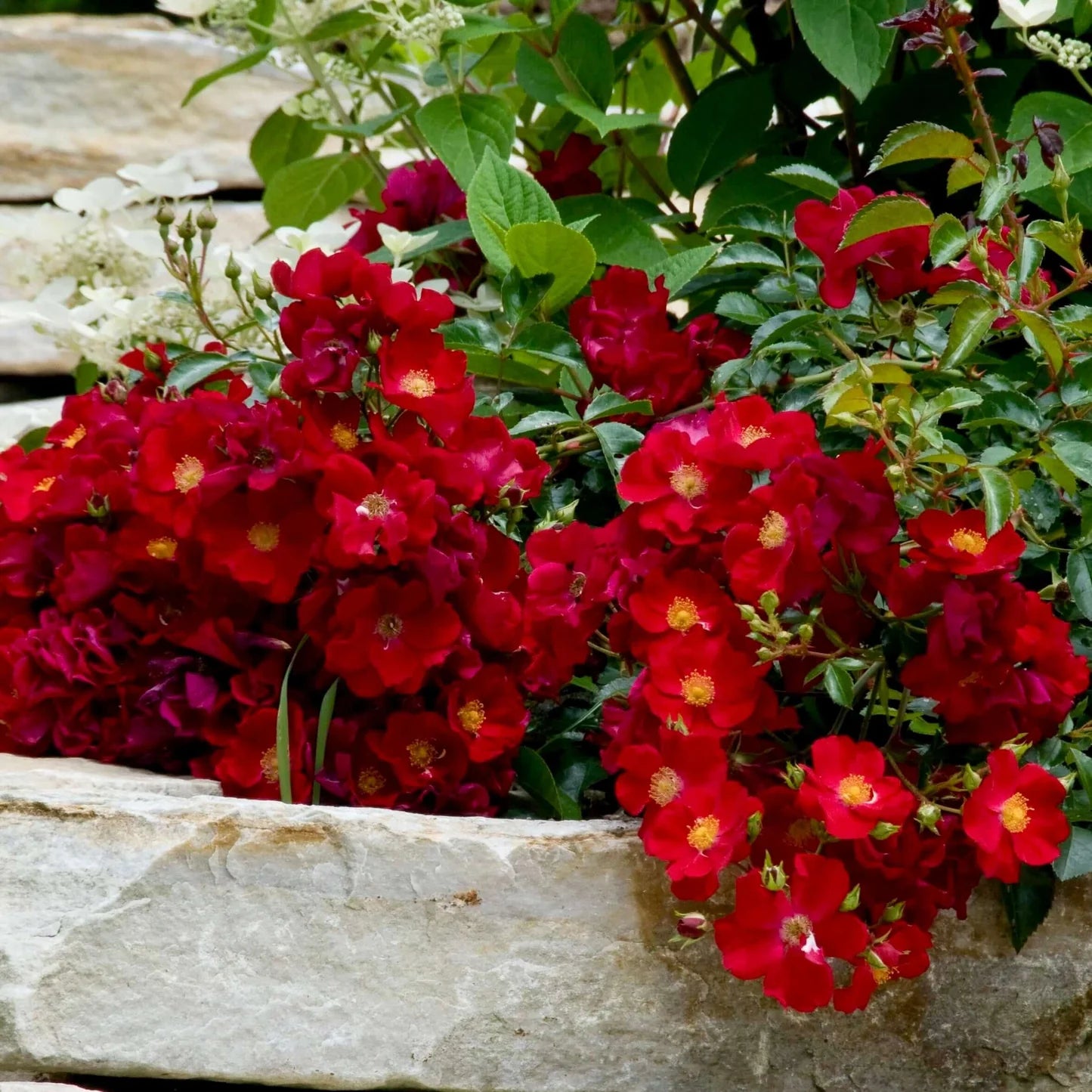 SCARLET FLOWER CARPET ROSE 2gal