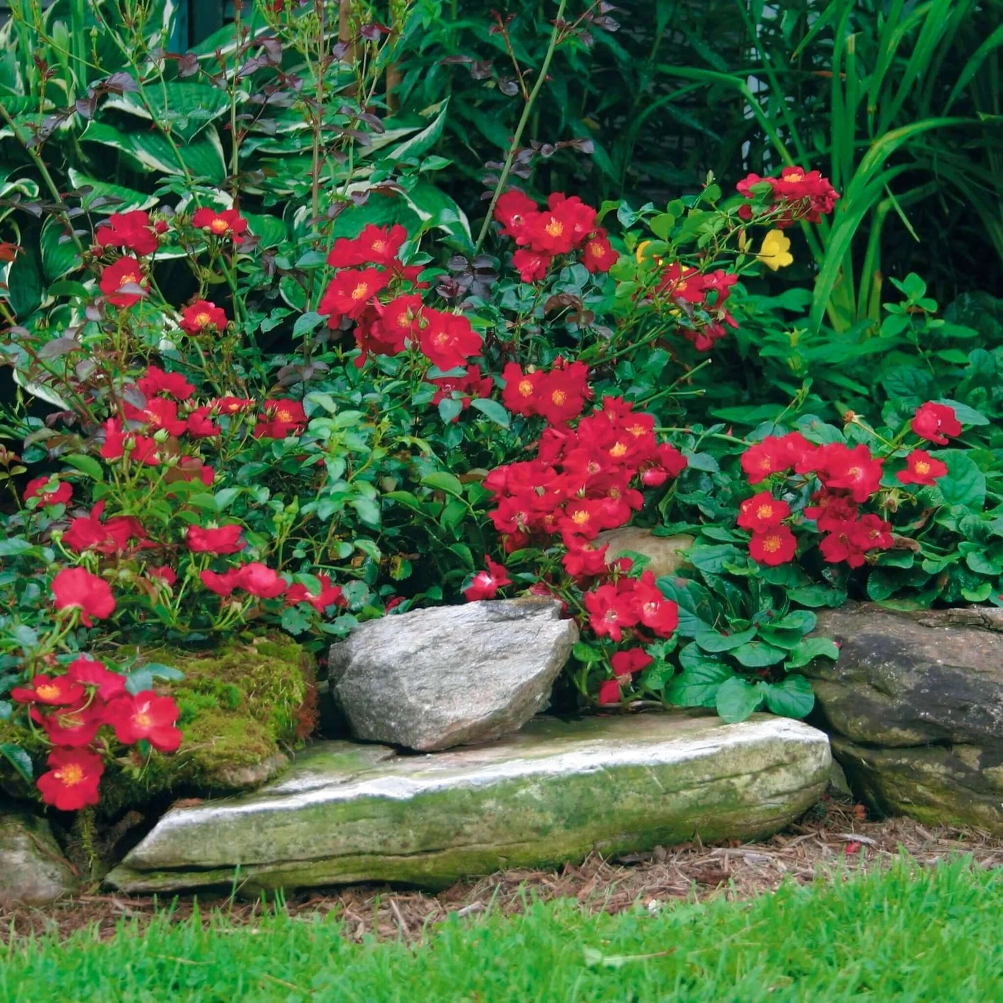 RED CARPET ROSE 2gal