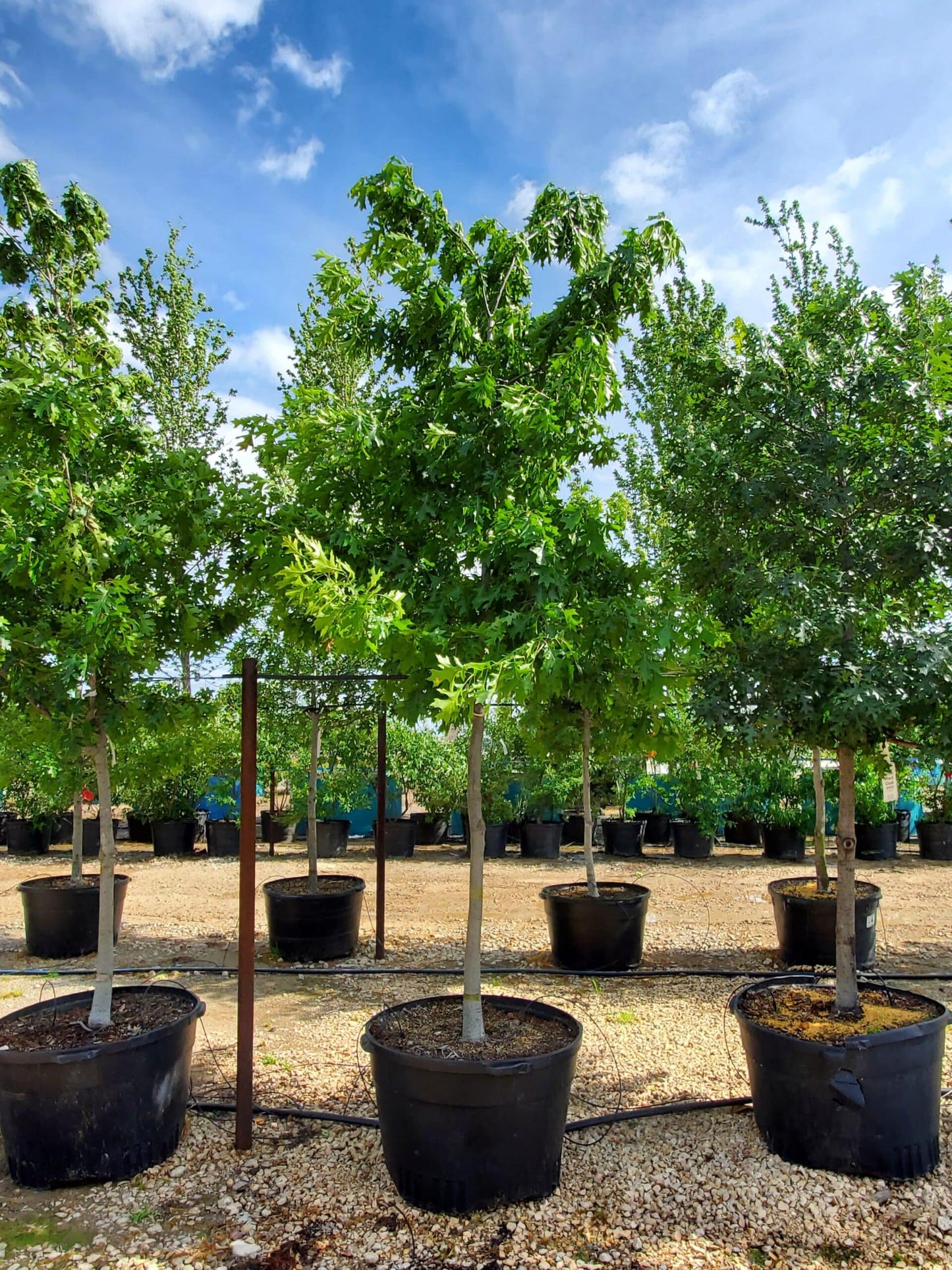 RED OAK TREE 15gal