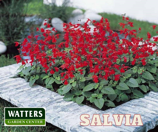 FURMAN'S RED SALVIA 1gal