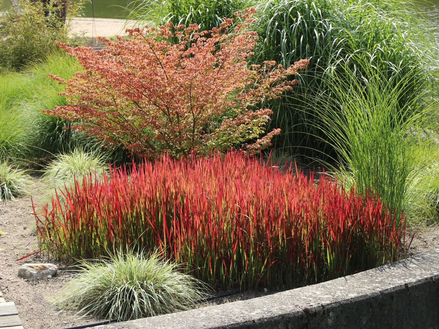Japanese Blood Grass (GRASS - IMP. RED BARON) - 1 gallon