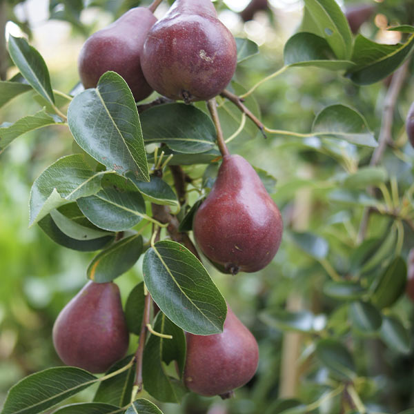 RED BARTLETT PEAR TREE 5gal