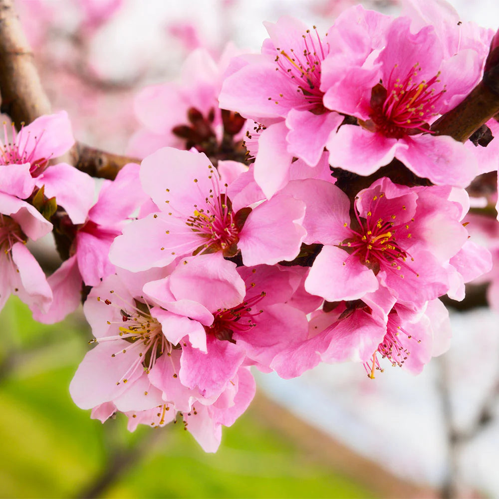 RED GOLD NECTARINE TREE 5gal
