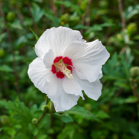 RED HEART ROSE OF SHARON 7gal